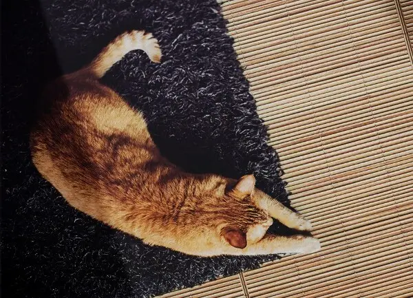 Tapis outdoor Canne