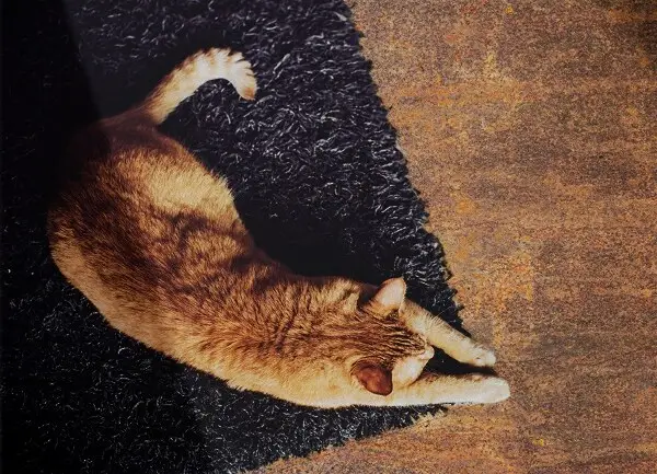 Tapis vinyl Feuille rouillée