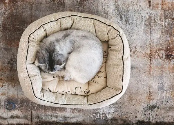 Tapis vinyle Feuille rouillée