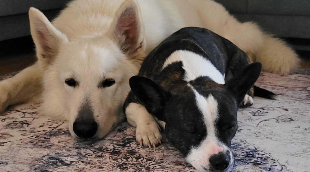 Quel tapis choisir pour une maison avec un chien ?