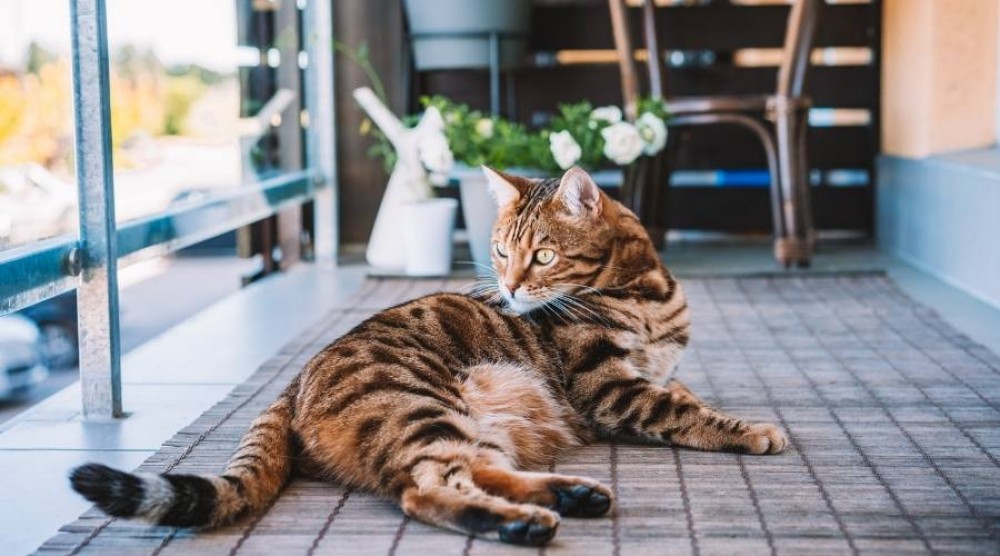 Comment aménager un balcon pour un chat ?