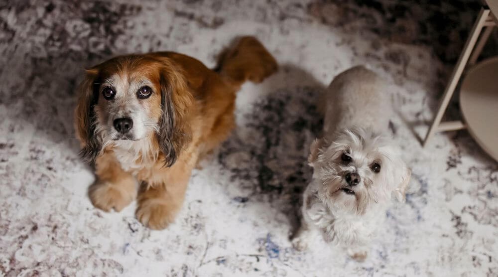 tapis pour animaux de compagnie